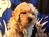 Poodle Tadında Mini Red Maltipo Bebeğim