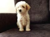 Show Kalite Maltipoo Bebekler