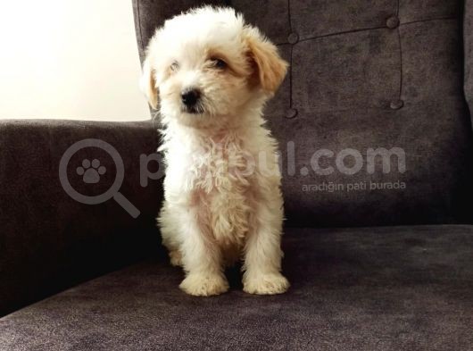 Show Kalite Maltipoo Bebekler görsel