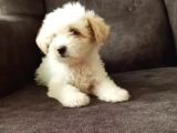 Show Kalite Maltipoo Bebekler