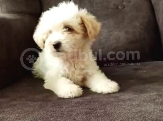 Show Kalite Maltipoo Bebekler görsel