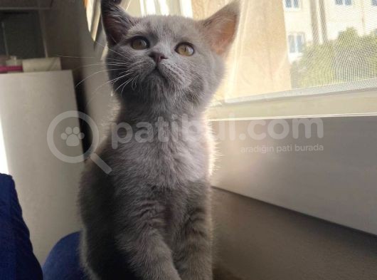Lilac Ve Gri British Shorthair Yavrularım Sahiplerini Bekliyor görsel