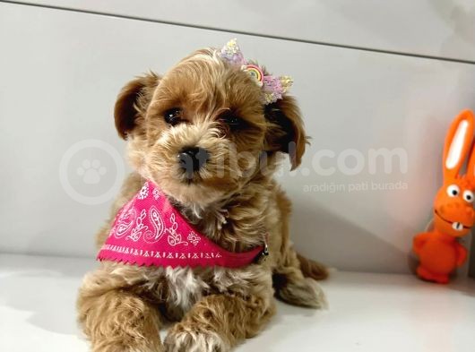 Show Kalite Maltipoo Yavrular görsel