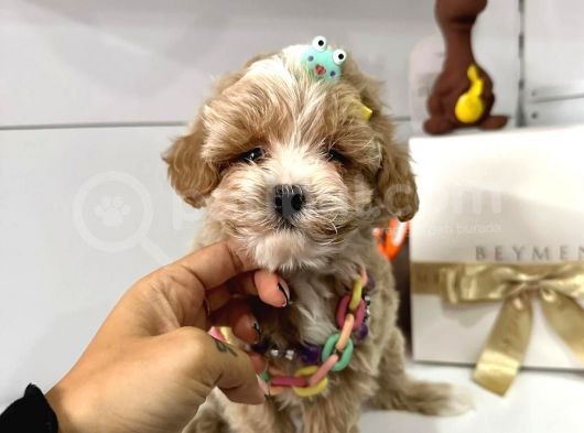 Show Kalite Maltipoo Yavrular