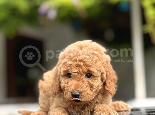 Toy Poodle Bebekleri