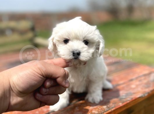 Show Kalite Maltese Yavrular görsel