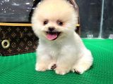 2.5 Aylık Teacup Pomeranian Teady Bear