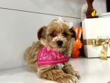 Show Kalite Maltipoo Yavrular