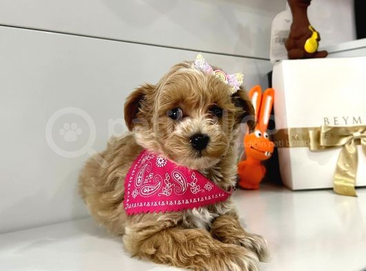Show Kalite Maltipoo Yavrular görsel