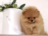 Ayıcık Surat Boo Pomeranian Yavrular