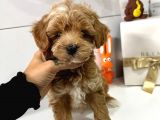 Maltipoo Mix Irk Yavrular