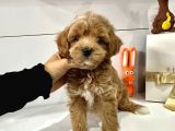 Maltipoo Mix Irk Yavrular