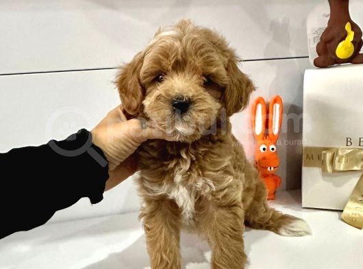 Maltipoo Mix Irk Yavrular görsel