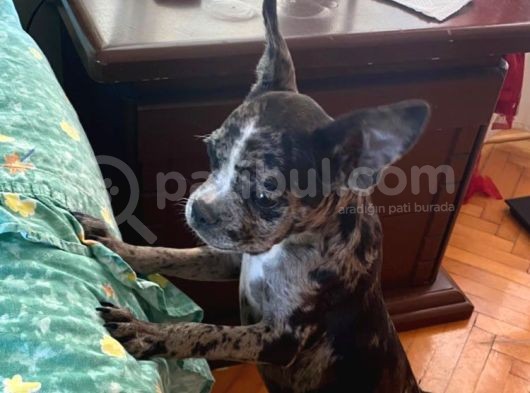French Bulldog görsel