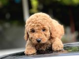 Toy Poodle Bebekleri