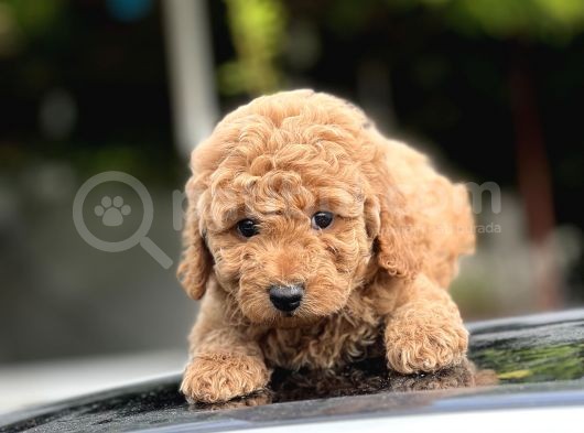Toy Poodle Bebekleri görsel