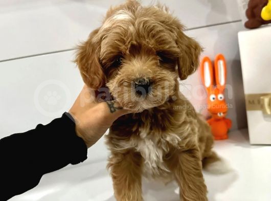 Maltipoo Mix Irk Yavrular görsel