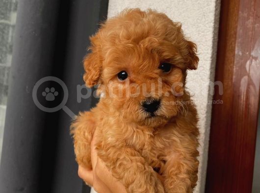 Çoook Tatlı Toy Poodle Yavrularımız görsel