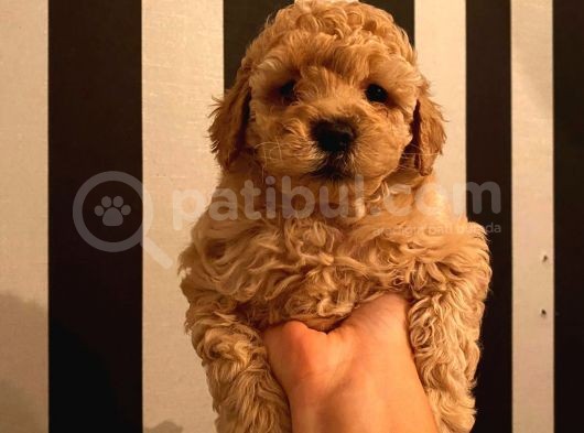 Çoook Tatlı Toy Poodle Yavrularımız görsel