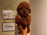 Çoook Tatlı Toy Poodle Yavrularımız
