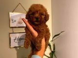 Çoook Tatlı Toy Poodle Yavrularımız
