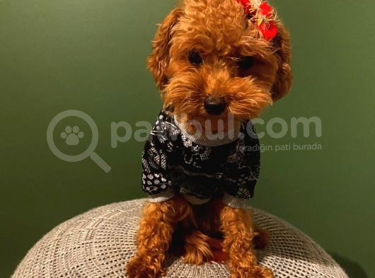 Çoook Tatlı Toy Poodle Yavrularımız görsel