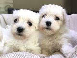 Maltese Terri̇er Sifir Numara Irk Garanti̇li̇