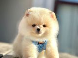 Safkan Teddy Bear Pomeranian Boo Yavrularımız