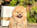 Safkan Teddy Bear Pomeranian Boo Yavrularımız