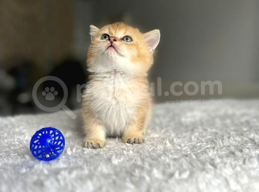 Orjinal Bebi̇şler görsel
