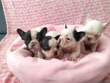 Muhteşem Güzellikte French Bulldog Yavrular