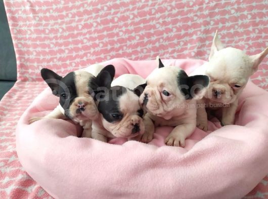 Muhteşem Güzellikte French Bulldog Yavrular