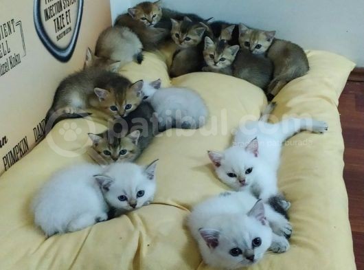Orjinal Bebi̇şler