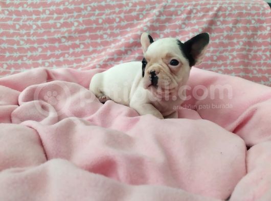 Muhteşem Güzellikte French Bulldog Yavrular görsel