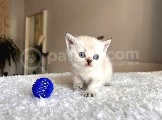 Orjinal Bebi̇şler görsel