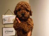 Ev Ortamında Büyüyen Poodle Yavrularımız