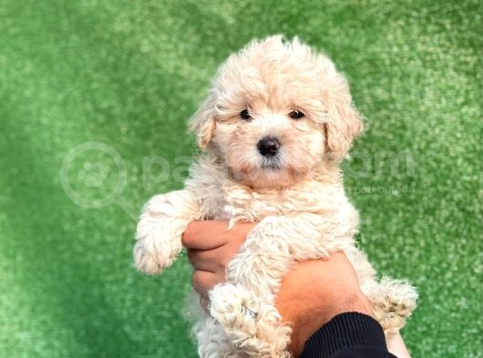 Mi̇ni̇ Boy Orji̇nal Malti̇poo Yavrulari görsel