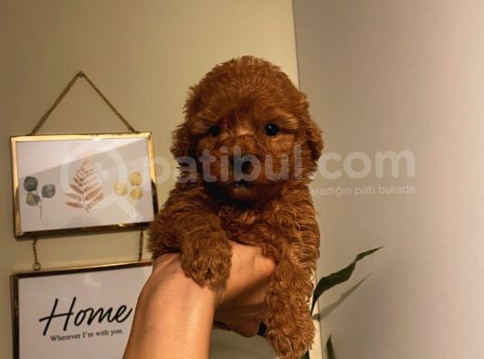 Sağlık Ve Ömür Boyu Irk Garantili Poodle Yavrularımız görsel
