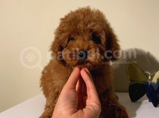 Ev Ortamında Büyüyen Poodle Yavrularımız görsel