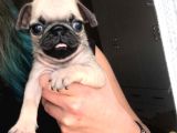 Mükemmel Kalitede Pug Yavrular