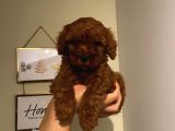 Sağlık Ve Ömür Boyu Irk Garantili Poodle Yavrularımız
