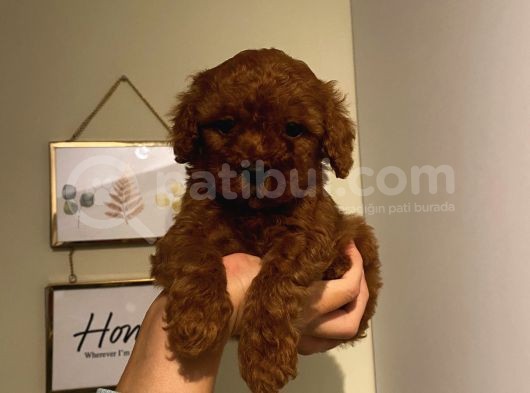 Sağlık Ve Ömür Boyu Irk Garantili Poodle Yavrularımız görsel