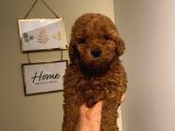Ev Ortamında Büyüyen Poodle Yavrularımız