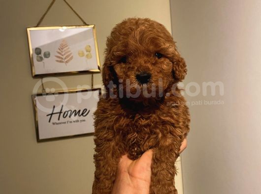 Ev Ortamında Büyüyen Poodle Yavrularımız görsel