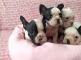 Muhteşem Güzellikte French Bulldog Yavrular