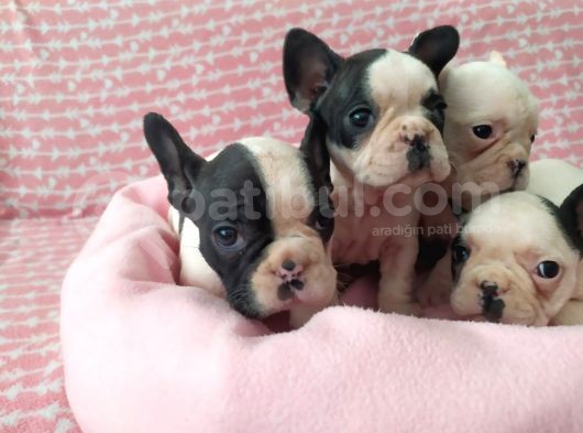 Muhteşem Güzellikte French Bulldog Yavrular görsel