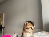 Orjinal Bebi̇şler