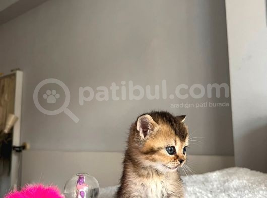 Orjinal Bebi̇şler görsel