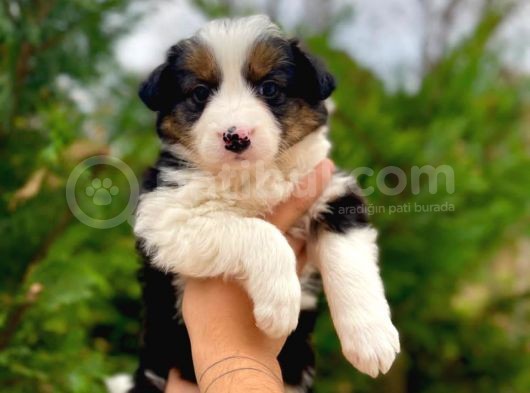 Tricolor Border Collie Yavrularimiz görsel
