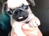 Mükemmel Kalitede Pug Yavrular